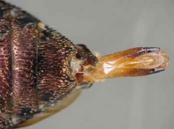 Media type: image;   Entomology 35063 Aspect: anal sclerite